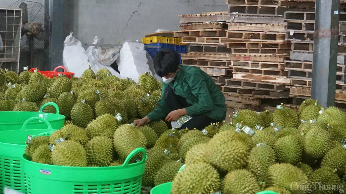 ngành hàng sầu riêng