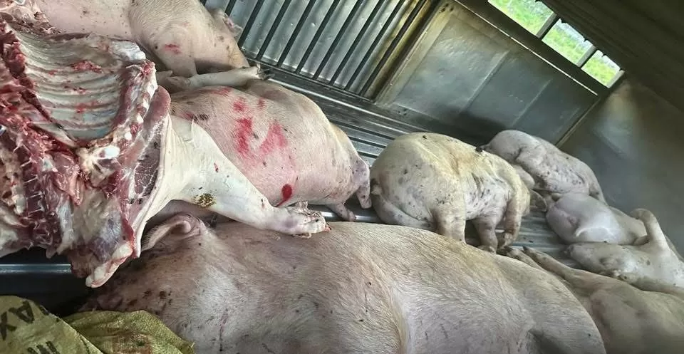 Số lợn chết bị phát hiện (Ảnh: Vinh Thông)
