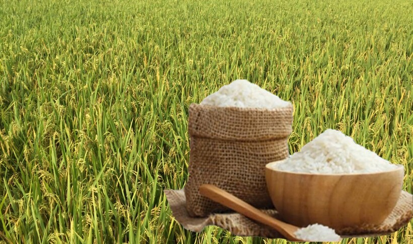 Giá lúa gạo hôm nay ngày 1/7: Lúa tươi đảo chiều giảm mạnh, gạo tương đối bình ổn. Ảnh: Thanh Minh.