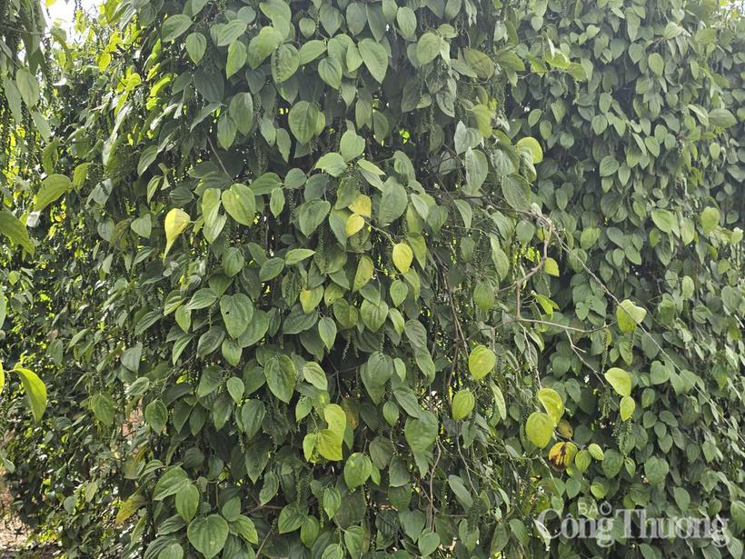 Những vườn tiêu xanh tốt, trĩu quả được trồng ở Đắk Nông
