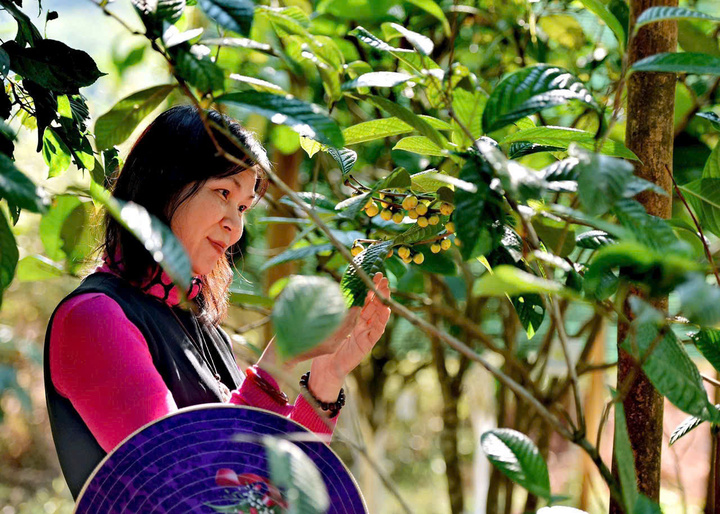 Trà hoa vàng đang tạo sinh kế bền vững cho bà con dân tộc thiểu số tại Thái Nguyên, Hà Nội, Phú Thọ... (Ảnh: NVCC)