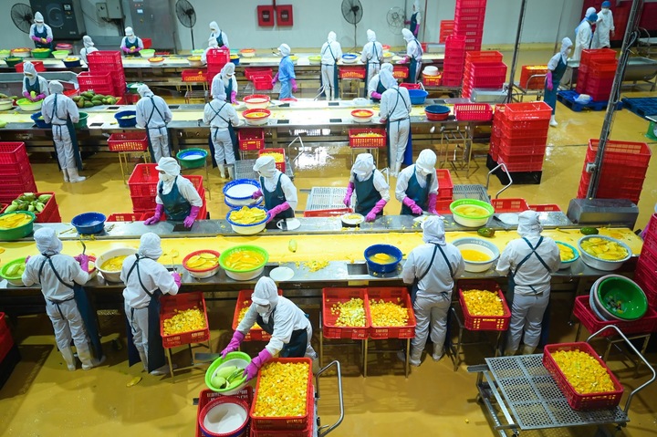 Dây chuyền chế biến rau quả xuất khẩu của DOVECO tại Sơn La. Ảnh: Tùng Đinh