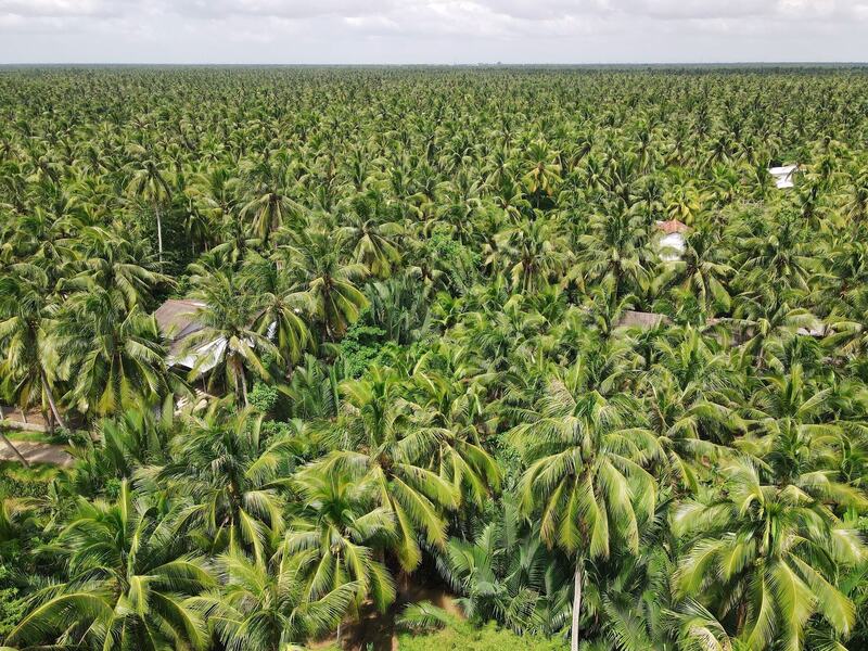 Những vườn dừa bạt ngàn tại xã Đồng Khởi, tỉnh Vĩnh Long. Ảnh: Thanh Tiến