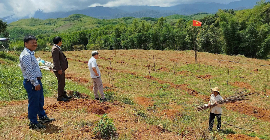 Dự án dược liệu trồng cây gấc giảm nghèo cho đồng bào dân tộc thiểu số TP Huế. (Ảnh: Ban Dân tộc - Tôn giáo, Sở Nội vụ TP Huế)