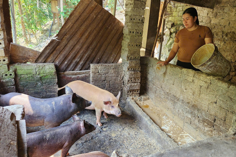 Chị Vi Thị Nhung chăm sóc đàn lợn của gia đình. (Ảnh: Phạm Tâm)