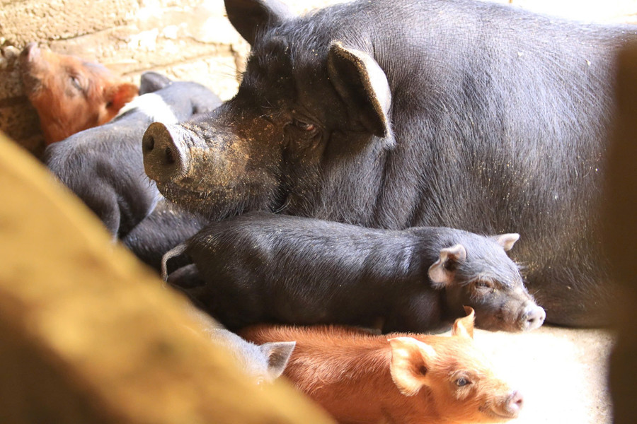 Mô hình nuôi lợn đen trở thành điểm sáng xóa đói giảm nghèo ở vùng cao Nghệ An. tamhop3.jpg