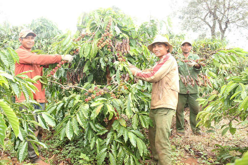 Cà phê là sản phẩm chủ lực của Gia Lai