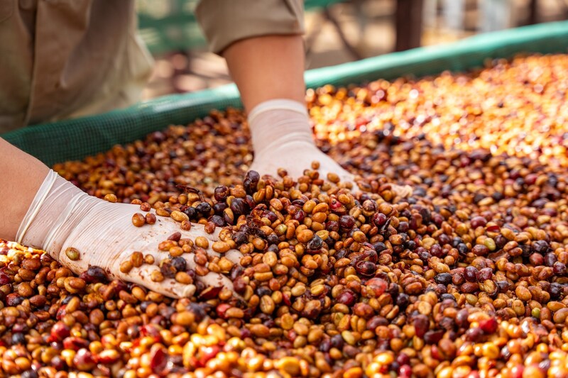 Công ty TNHH Vĩnh Hiệp đẩy mạnh sản xuất cà phê rang xay, hòa tan và các sản phẩm đặc sản phục vụ xuất khẩu (Ảnh: Vĩnh Hiệp)