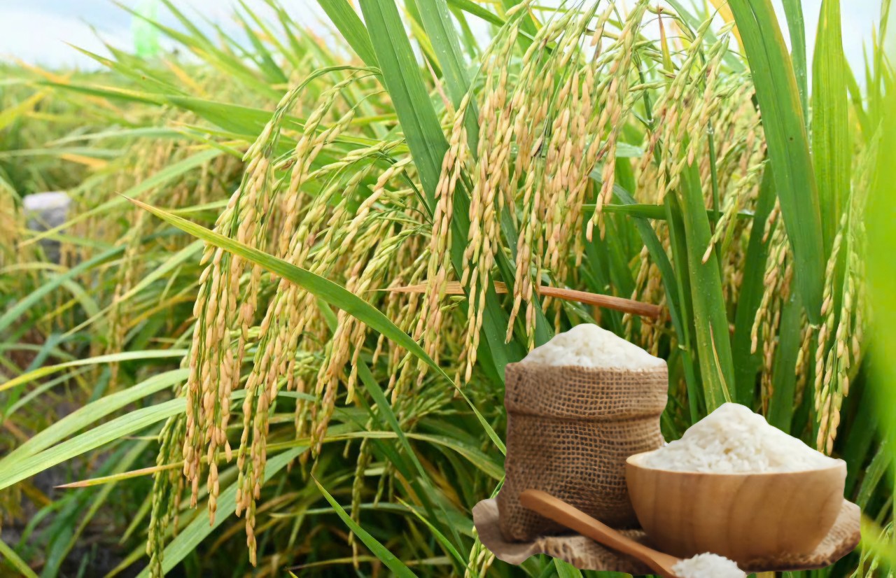 Giá lúa gạo hôm nay ngày 18/8 khu vực Đồng bằng sông Cửu Long ít biến động. Thị trường lượng ít, giá một số loại gạo nguyên liệu xuất khẩu tăng, lúa vững giá - Ảnh: Thanh Minh