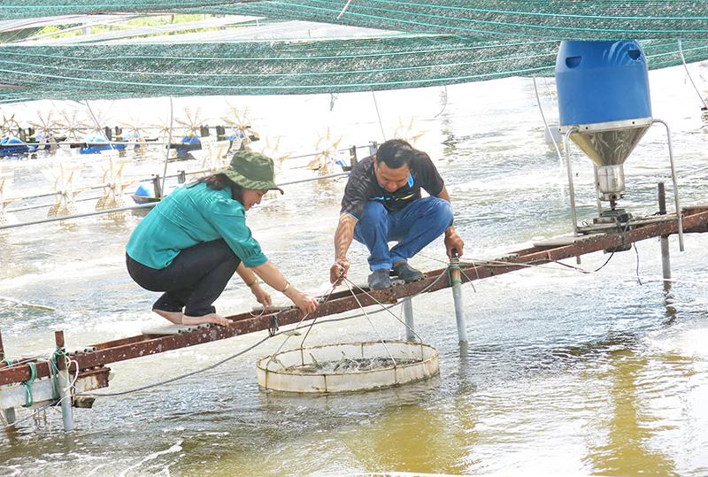 Bảo vệ tôm nuôi nước lợ trong mùa mưa