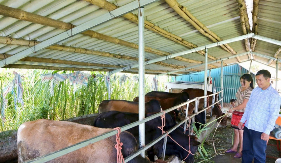 Người dân xã Kim Bon nuôi bò nhốt chuồng vỗ béo phát triển kinh tế. z7174941372226-41d2fd6f64a702f0024dfd0e62991cf9.jpg