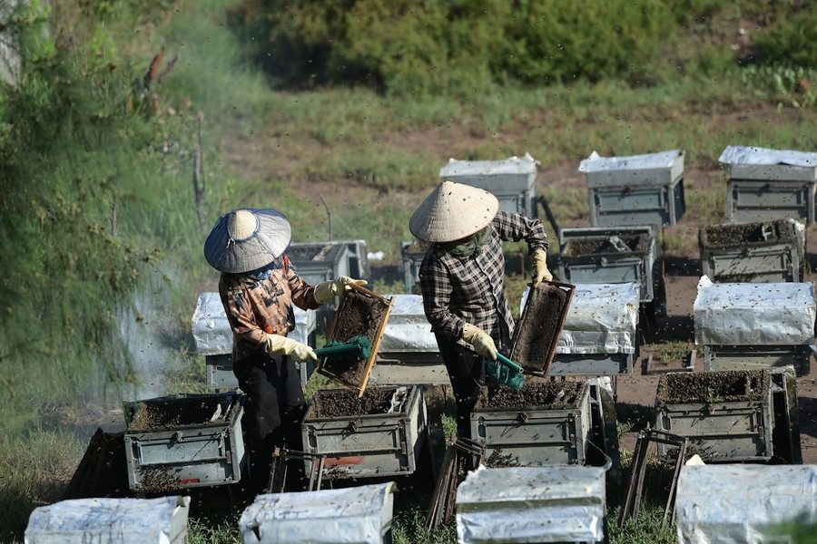 Việc thu hoạch mật ong thường được thực hiện lúc sáng sớm. lam-giau-nho-nuoi-ong-duoi-tan-rung-ngap-man-3.jpg