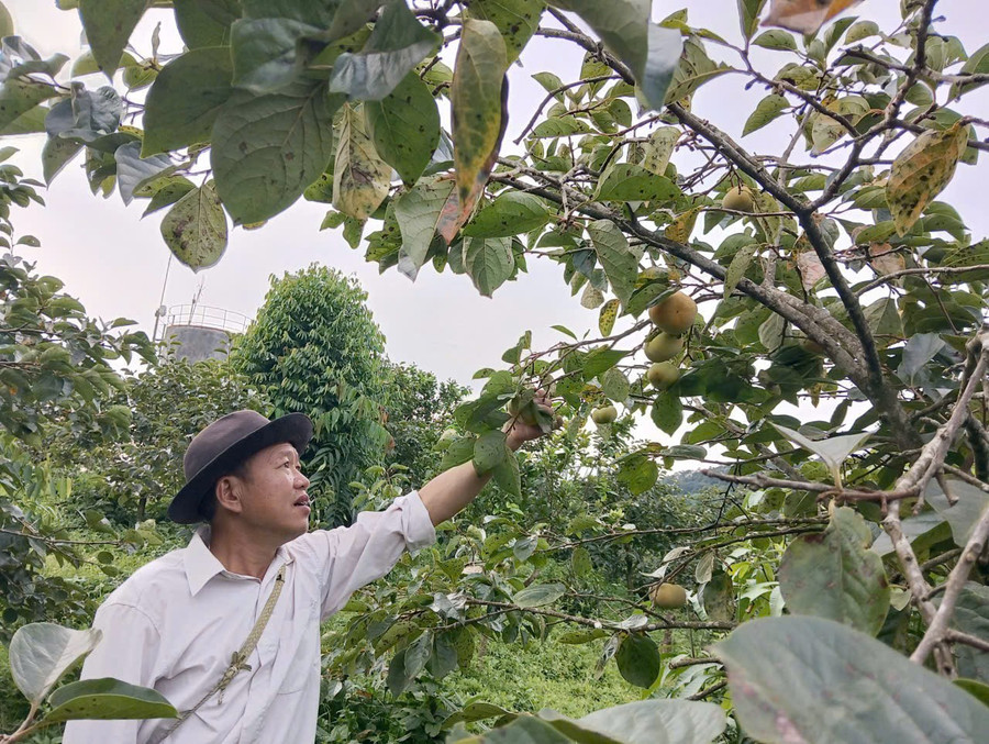 Ông Quý là người tiên phong mang giống hồng giòn về trồng tại xã Phiêng Cằm.