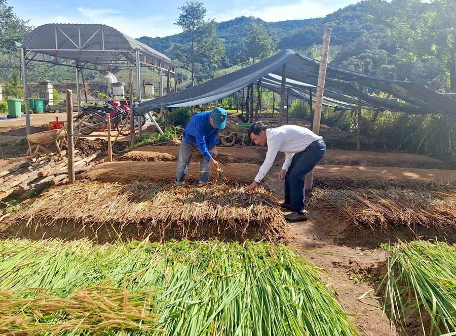 Chính quyền xã Tu Mơ Rông cùng người dân chuẩn bị các điều kiện tốt nhất để ươm cây cà phê.