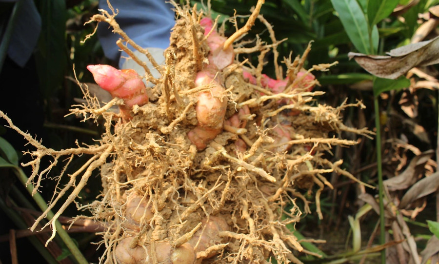 Riềng được thu hoạch quanh năm. a2.jpg