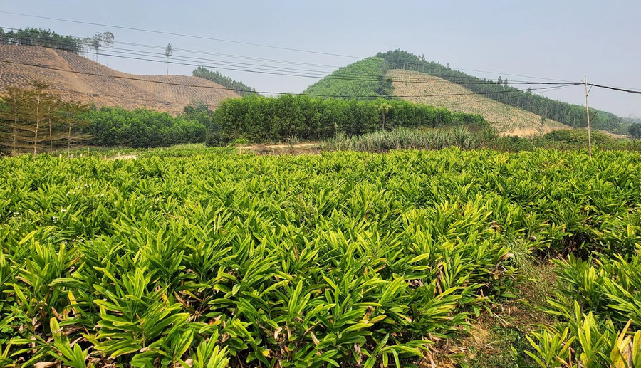 Toàn xã Xuân Du hiện có 120 ha riềng. a1.jpg