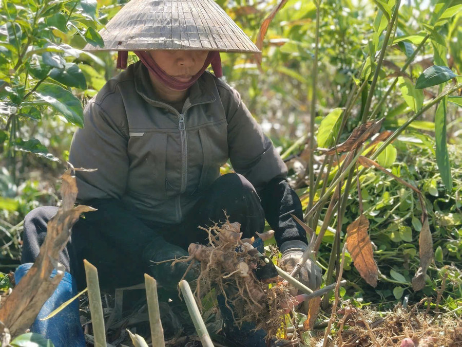 Bà Lê Thị Cúc phấn khởi vì nhờ trồng riềng, gia đình đã có "của ăn của để". z7195241993935-da51d19cb8badbe8c59c9a4a4cbc8ae7.jpg