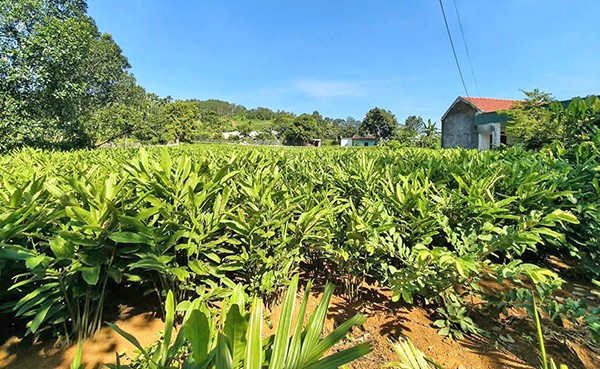 Cây riềng được ví là cây