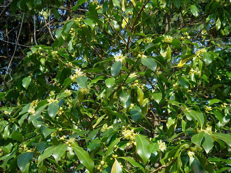 Hồi được coi là biểu trưng, là niềm tự hào của người dân xứ Lạng