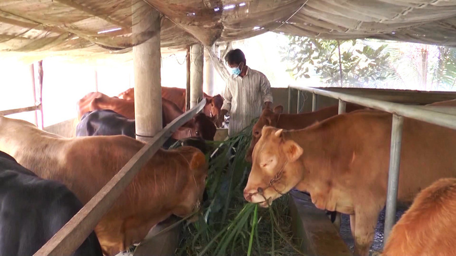 Nhiều hộ dân được hỗ trợ giống, vay vốn thực hiện mô hình chăn nuôi hiệu quả.