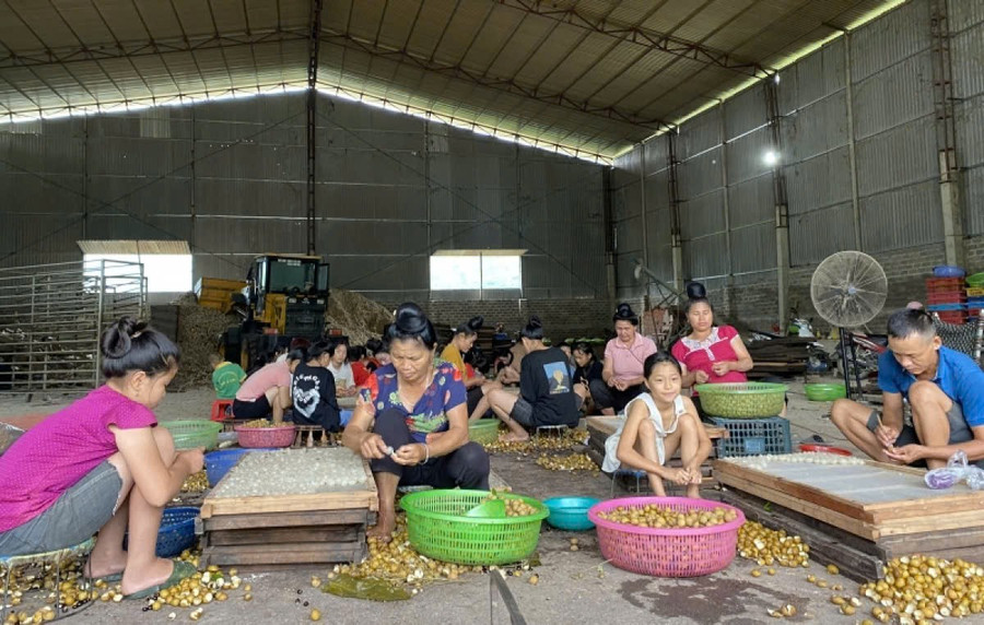 Người dân làm long nhãn sấy khô để bán ra thị trường. z7218792657073-b838e2c2515025133265818db44f7125.jpg