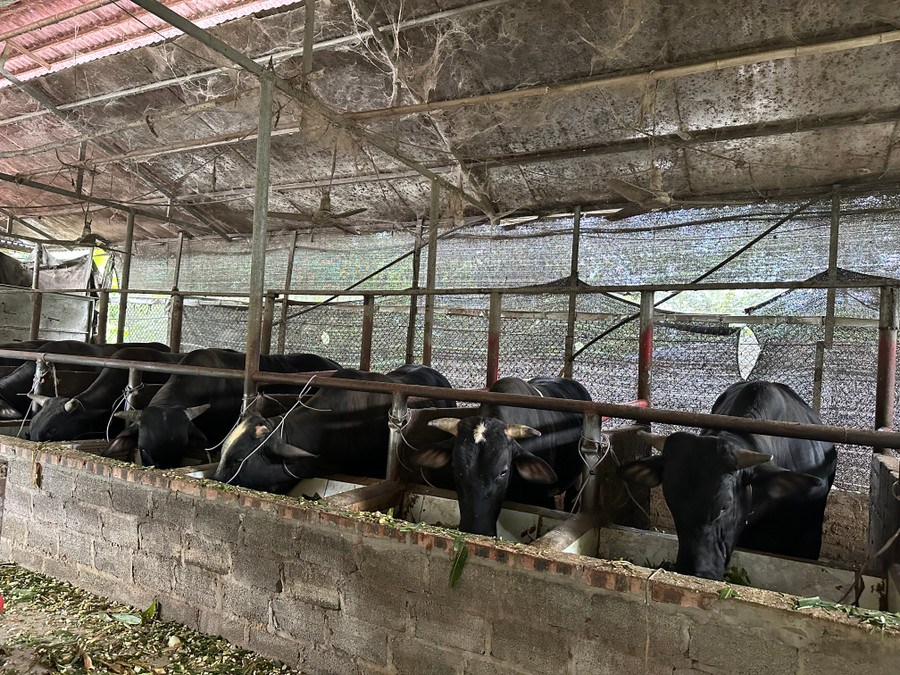 Các mô hình kinh tế hiệu quả đã góp phần nâng cao hiệu quả công tác giảm nghèo bền vững tại địa phương. img-3037.jpg