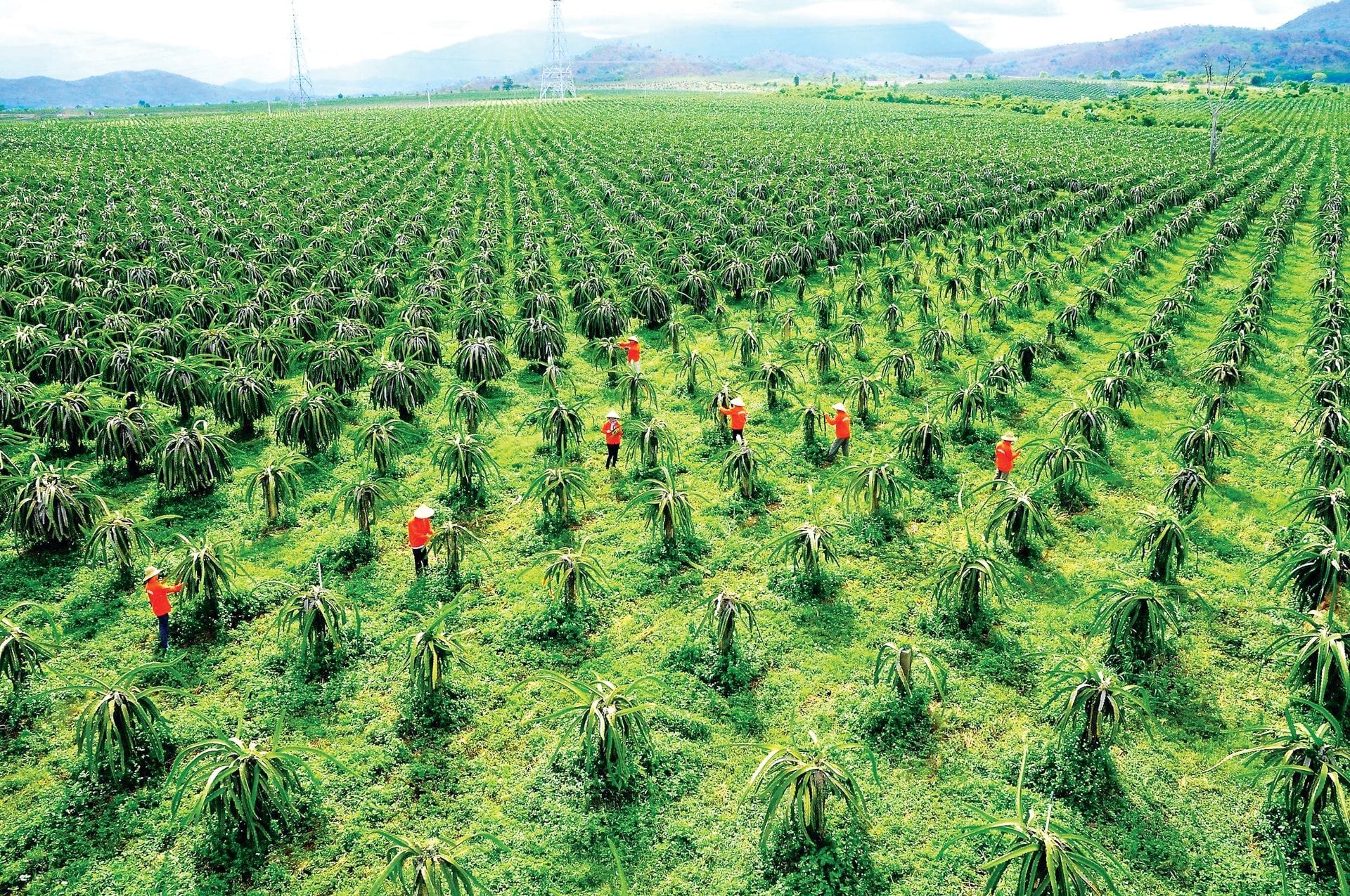 Trang trại thanh long xuất khẩu (ảnh tư liệu)