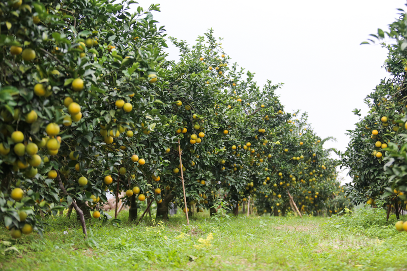 Có khoảng 6.100 ha cam Hà Tĩnh đang vào vụ thu hoạch lớn nhất năm. Ảnh: Trọng Tùng