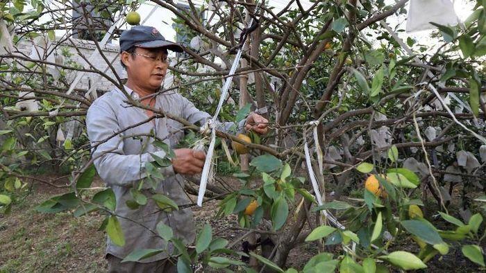 Người dân ví chăm cam Xã Đoài “như chăm con mọn”, phải nâng niu từng quả, canh chừng từng ngày. Ảnh: Thu Huyền