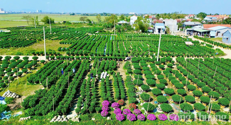 Theo thống kê, vụ Tết năm nay, toàn thành phố Huế trồng khoảng 70 ha hoa tết, tập trung tại các vùng trồng hoa có tiếng lâu nay như Phú Mậu, Thanh Thuỷ, Vỹ Dạ, Dương Nỗ, Quảng Điền… với tổng cộng khoảng 150.000 chậu hoa các loại.