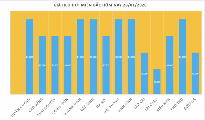 Giá heo hơi hôm nay 28/1/2026: Tiếp đà đi lên - 1