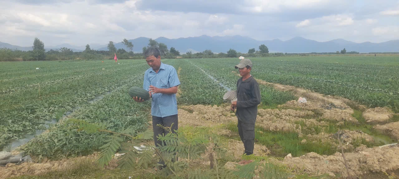 Anh Võ Chín, trưởng thôn Võ Xu 8 đang thử dưa hấu tại ruộng của anh Nguyễn Chín