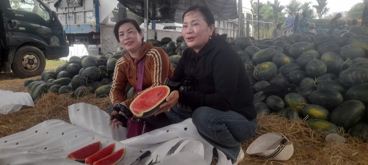 Chị Phạm Thị Đam: Dưa vùng Đức Linh năm nay độ đường đạt đến 12 – 13 nên chất lượng được xếp vào dạng “hảo hạng”, giá vì vậy cũng được thương lái mua cao hơn và ưu tiên lấy dưa ở Đức Linh để dễ cung ứng cho thị trường....