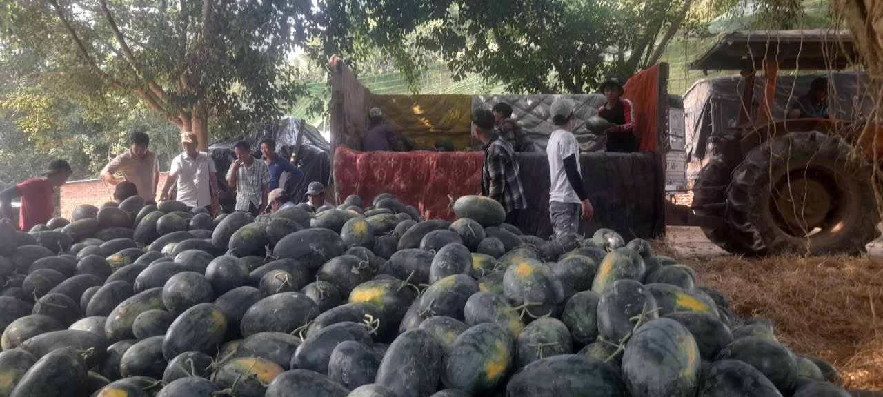 Dưa hấu từ ruộng về tập kết ở vựa anh Trí