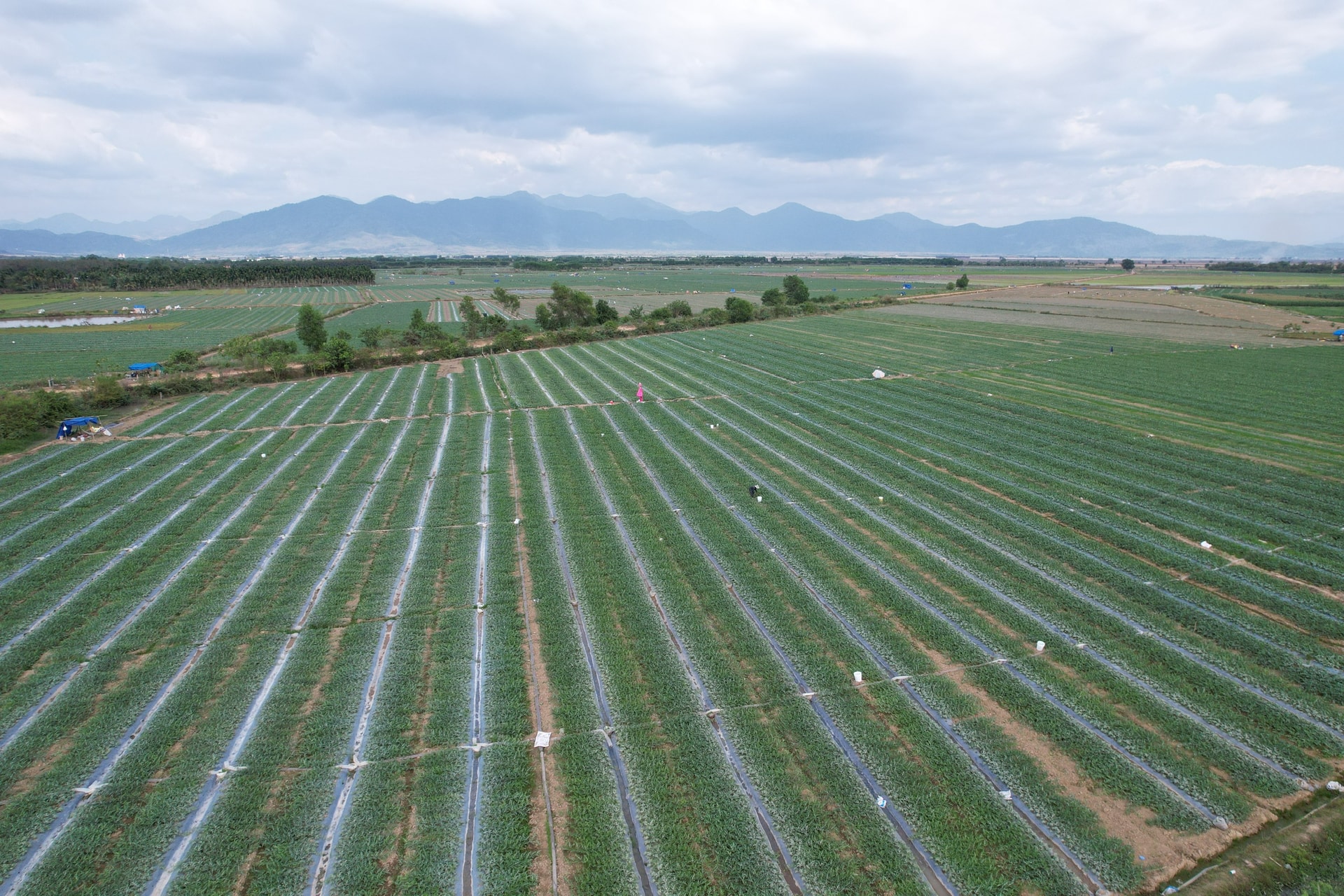 Ruộng dưa Đức Linh nhìn từ trên cao. Ảnh: Bảo Bảo