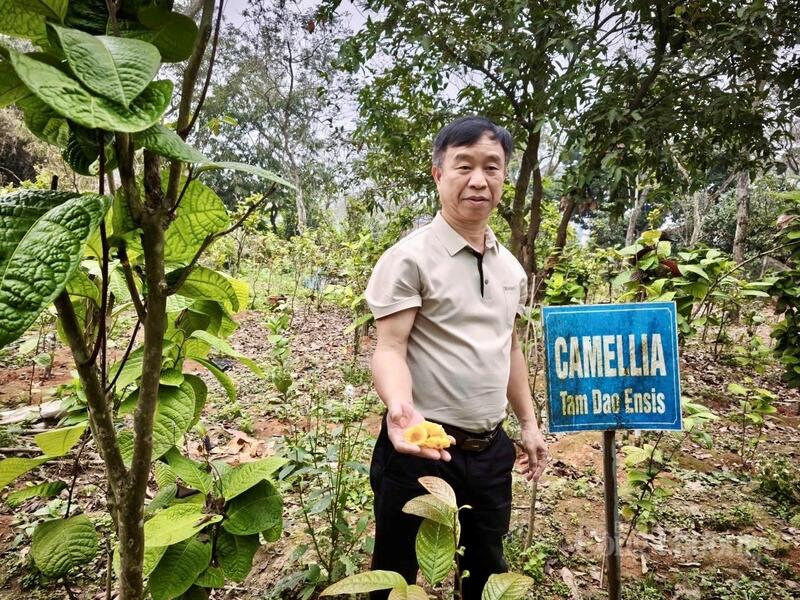 Khí hậu mát mẻ, độ ẩm cao dưới chân núi Tam Đảo đã tạo nên hương vị chát quyện ngọt, thơm dịu rất riêng cho trà hoa vàng nơi đây.