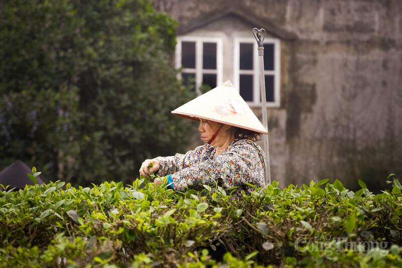 Nghề chè hiện nay chủ yếu gắn với lực lượng lao động lớn tuổi.