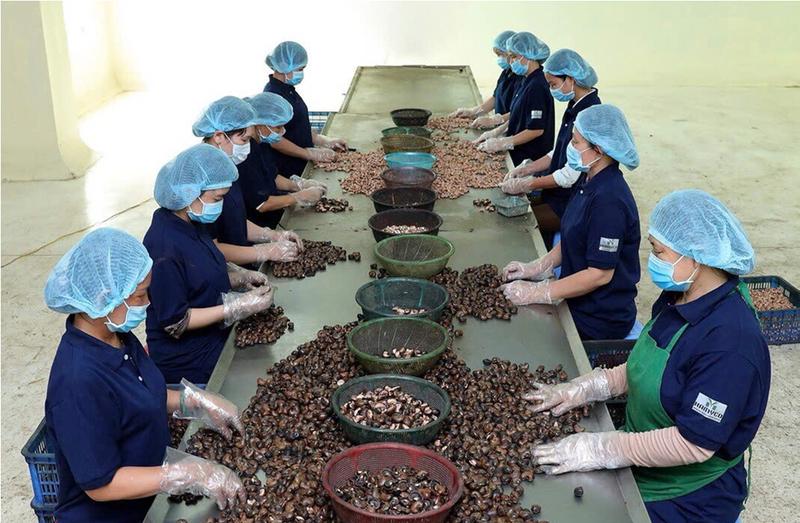 Thị trường Trung Đông chiếm khoảng chiếm 11% kim ngạch xuất khẩu ngành điều. Ảnh: Nguyễn Hạnh