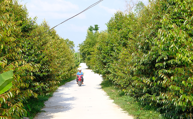 Trường Thành phát huy thế mạnh địa phương gắn với đổi thay diện mạo nông thôn