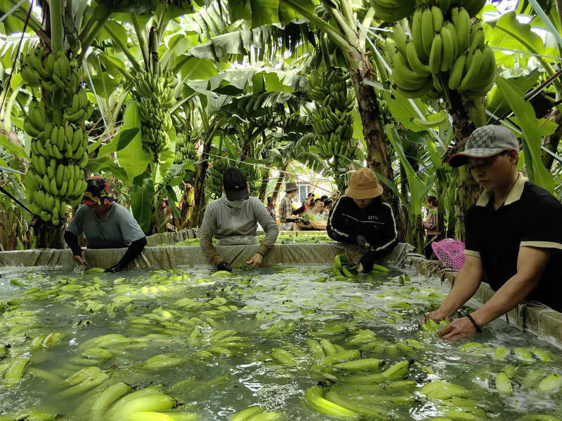 Đồng Nai có gần 21.000 ha chuối, sản lượng trên 900.000 tấn/năm, năng suất bình quân khoảng 55 tấn/ha. Ảnh: Báo PLVN.