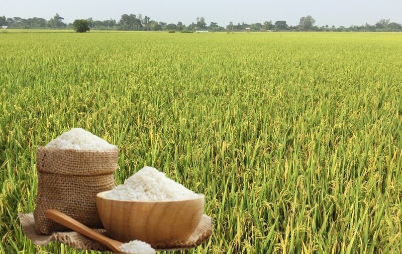 Giá lúa gạo hôm nay ngày 13/4: Gạo nguyên liệu xuất khẩu đảo chiều, lúa tươi vững giá. Ảnh: Thanh Minh.