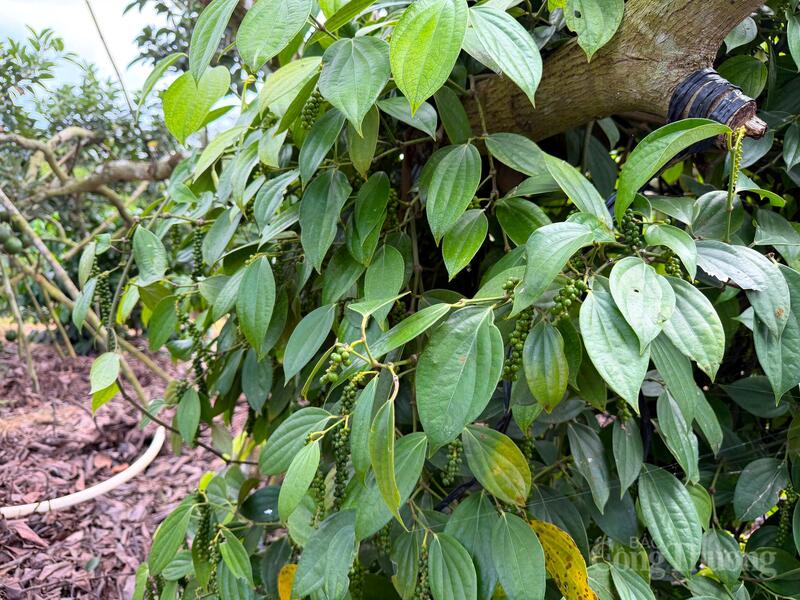 Hồ tiêu tại Lâm Đồng