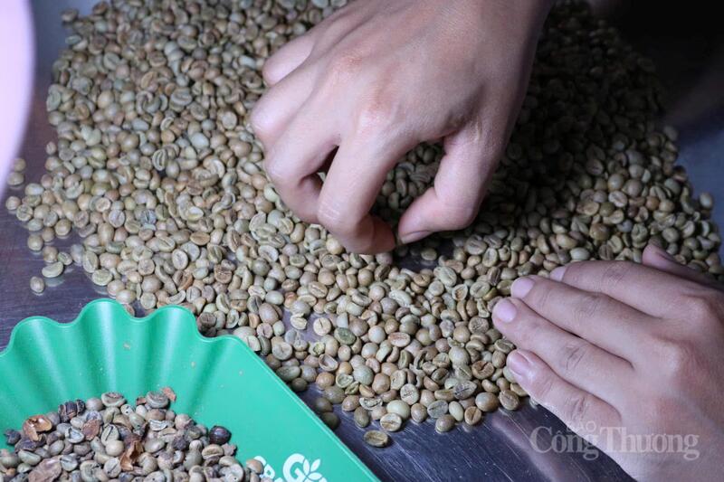 Sản xuất cà phê tại Gia Lai. Ảnh: Hiền Mai