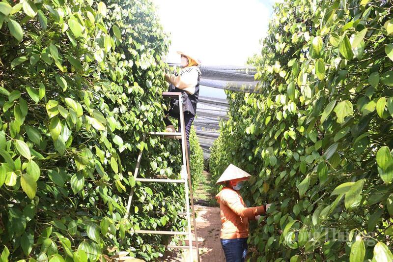 Thu hoạch hồ tiêu tại Gia Lai