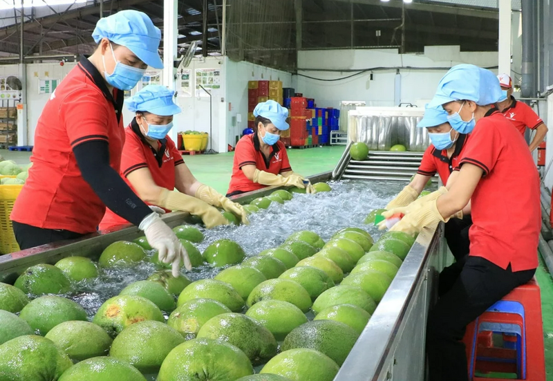 Rửa quả bưởi tại nhà máy Kim Thanh (Vĩnh Long) của Vina T&T Group. Ảnh: Thanh Sơn