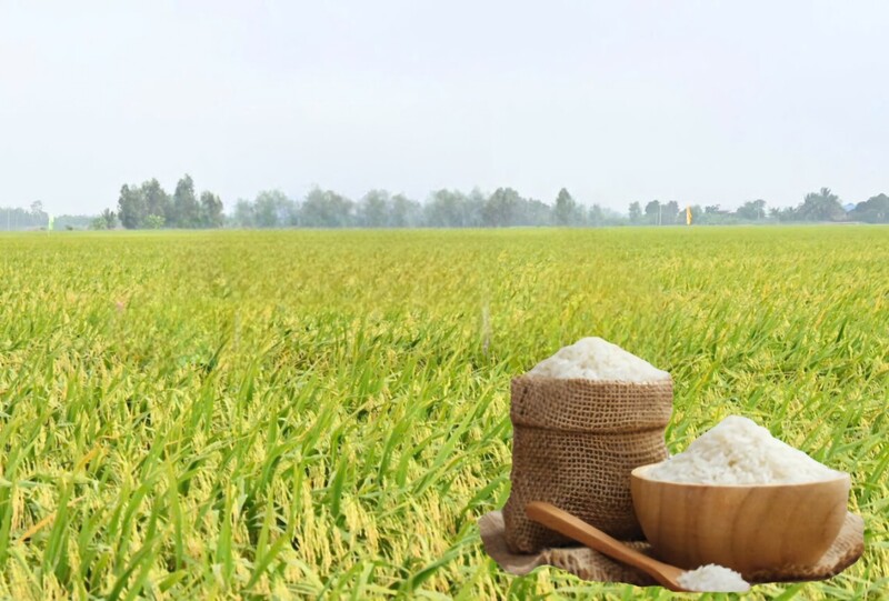 Giá lúa gạo hôm nay ngày 20/5/2026: Thị trường “lặng sóng”. Ảnh: Thanh Minh.