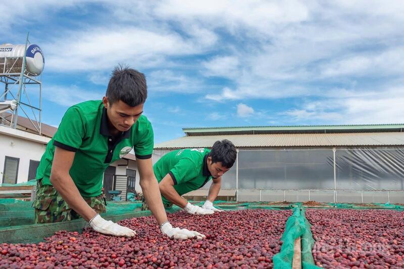 Thu hoạch cà phê tại vườn trồng Gia Lai