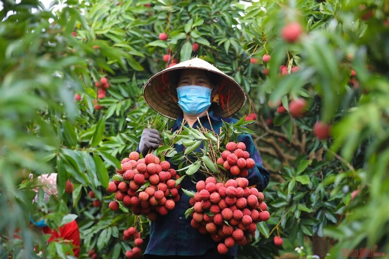 Bộ Công Thương đề nghị các đơn vị liên quan triển khai đồng bộ các giải pháp thúc đẩy tiêu thụ quả vải cho bà con vùng trồng. Ảnh minh hoạ: Báo Nhân dân