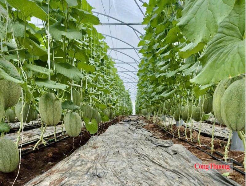 Mô hình HTX Dưa lưới với ý tưởng phát triển nông nghiệp kết hợp du lịch sinh thái.