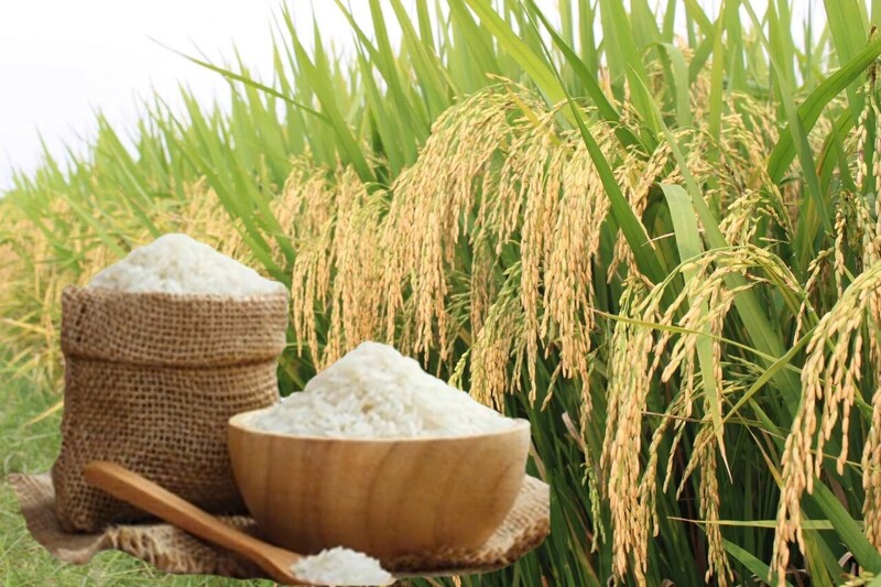 Giá lúa gạo hôm nay ngày 28/6, tuần qua: Lúa, gạo xuất khẩu biến động. Ảnh: Thanh Minh.